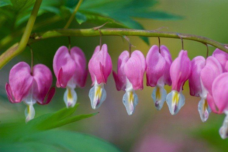 Dicentra - foto