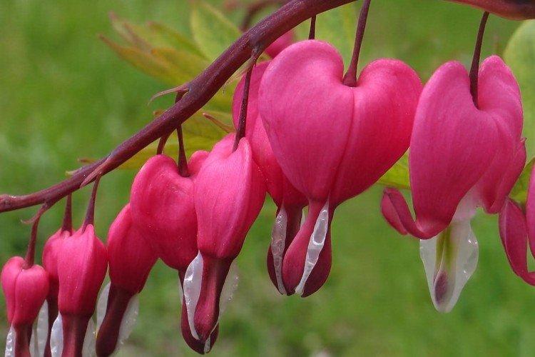 Dicentra - foto