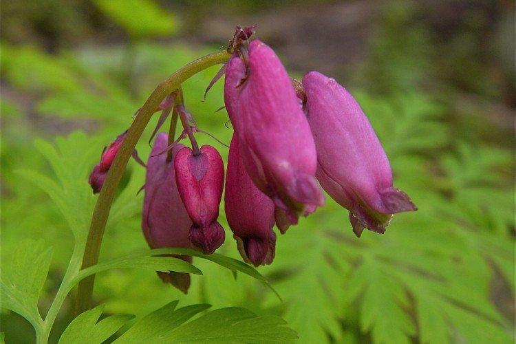 Dicentra - foto