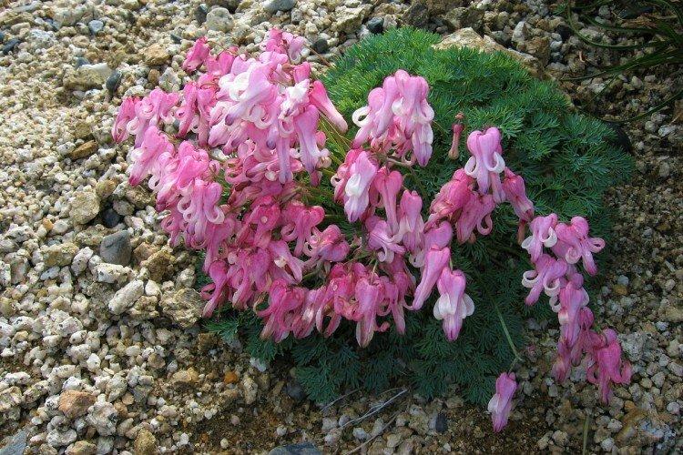 Dicentra - foto