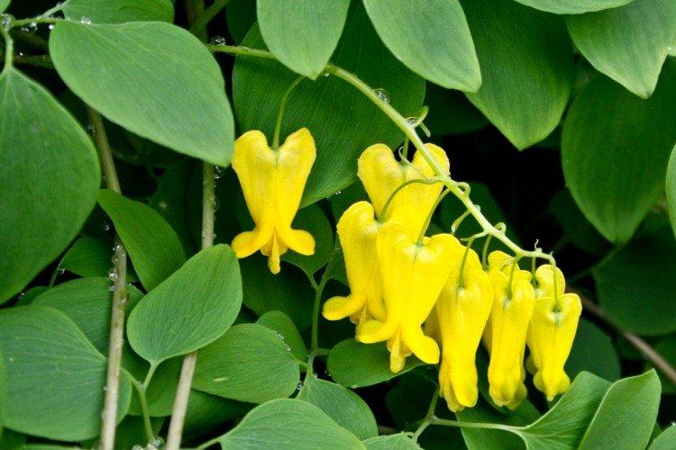 Dicentra kadeřavá