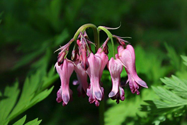 Dicentra - foto