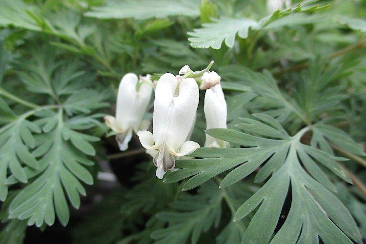 Dicentra kanadská