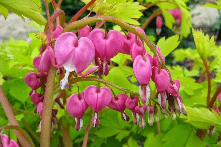 Dicentra nádherná