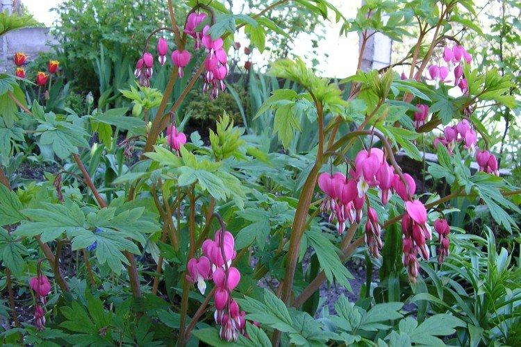 Dicentra - foto