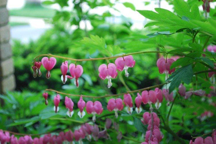 Dicentra - foto