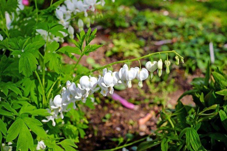 Dicentra - foto