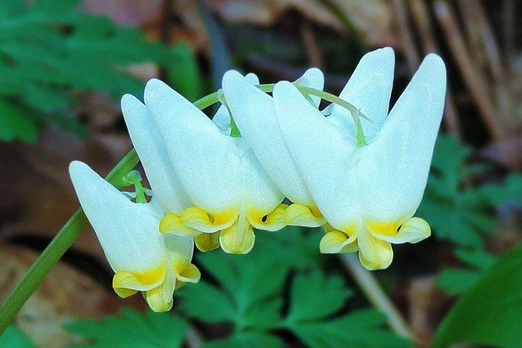 Dicentra - foto