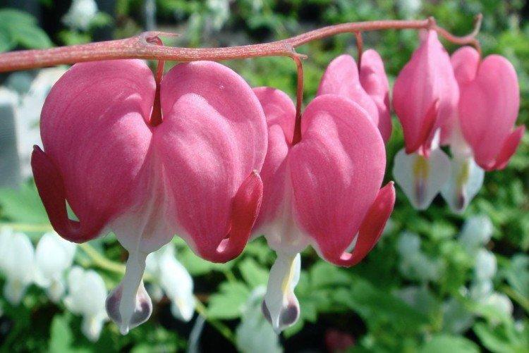 Dicentra - foto