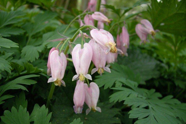 Dicentra - foto