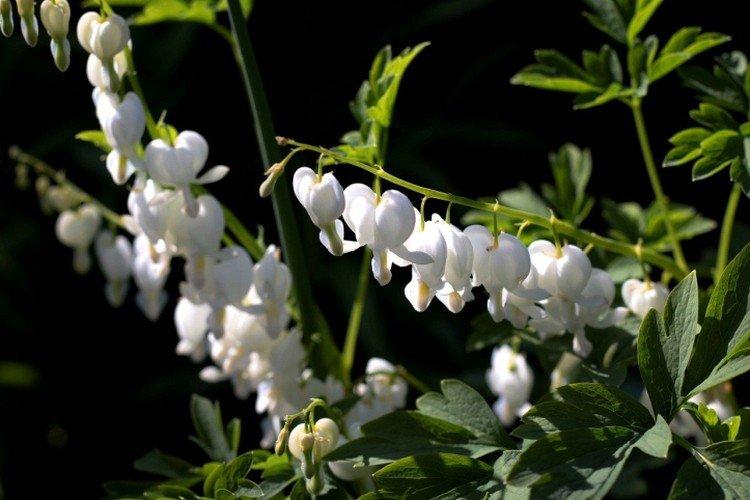 Dicentra - foto