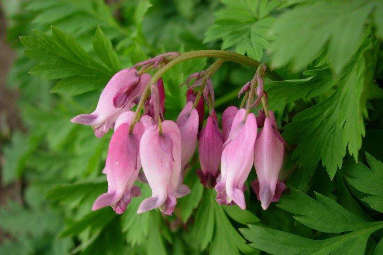 Dicentra - foto