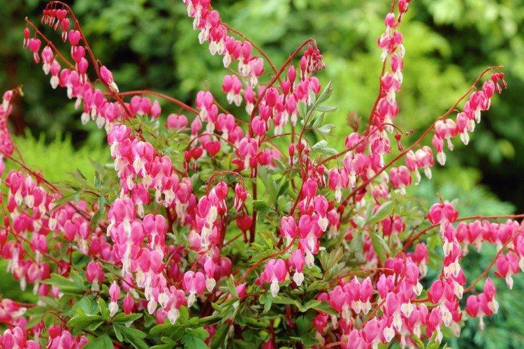 Dicentra - foto