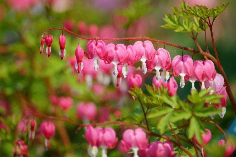 Dicentra - foto