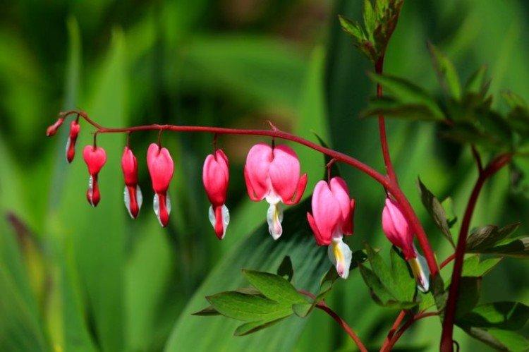 Dicentra - foto