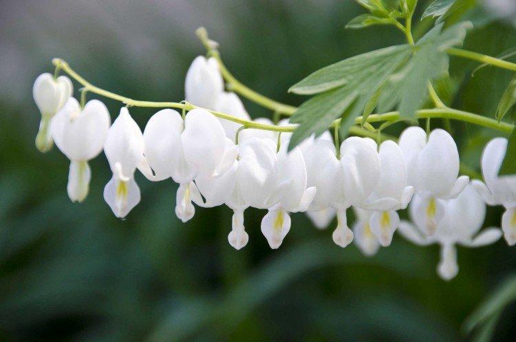 Dicentra - foto