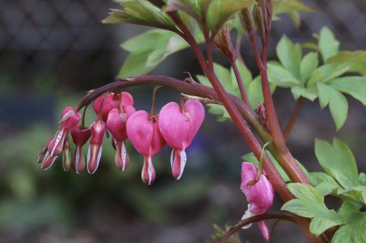 Dicentra - foto