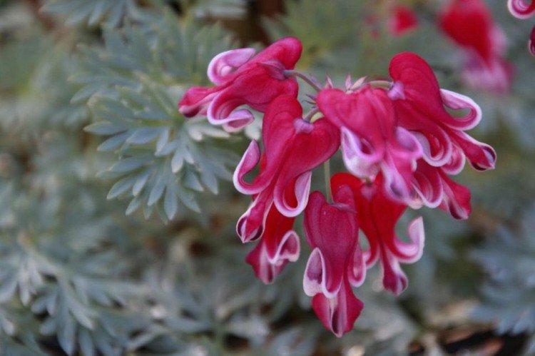 Dicentra - foto