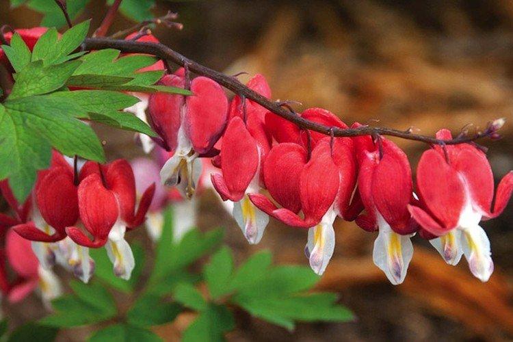 Dicentra - foto