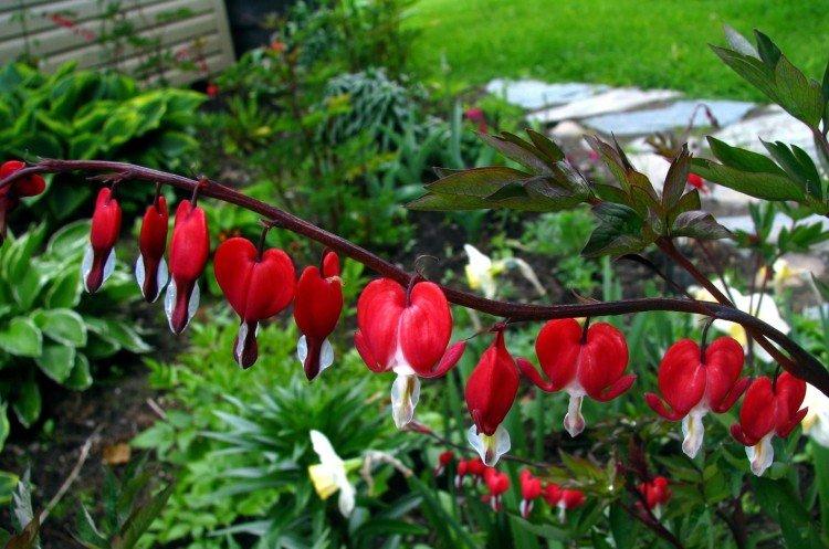 Dicentra - foto