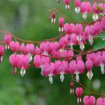 1747348236_dicentra-50-fotografii-druhy-spravna-pece-a-vysadba.jpg