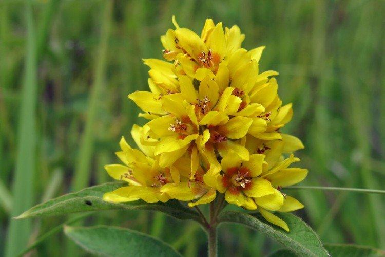 Verbena obecná