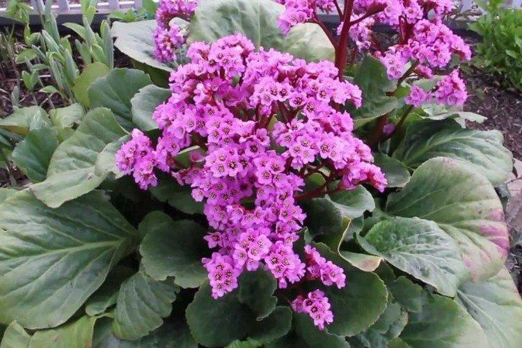 Badanum purpurové