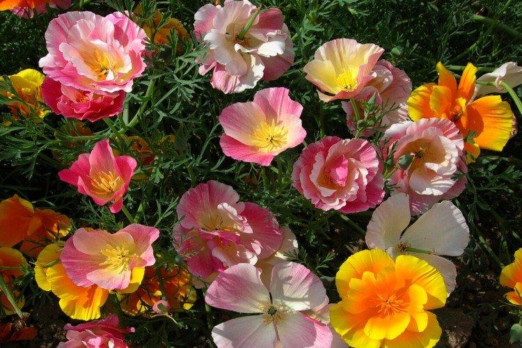 Eschscholzia ballerina
