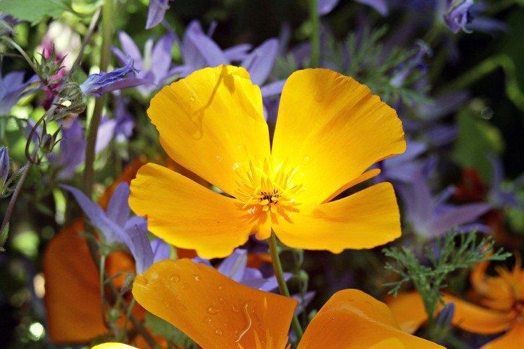 Turfy eschscholzia