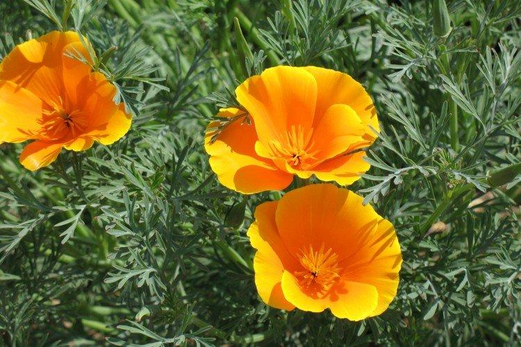 Kalifornská eschscholzia