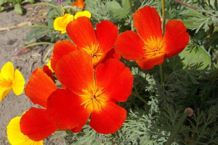 Eschscholzia - foto