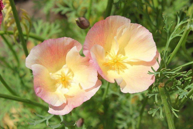 Eschscholzia - foto