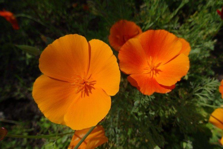 Eschscholzia - foto