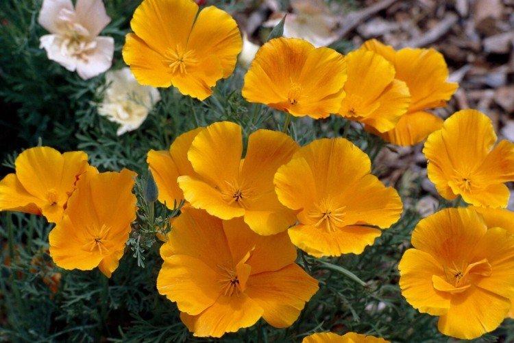 Eschscholzia - foto
