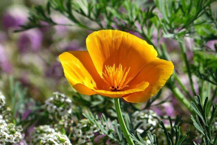 Eschscholzia - foto