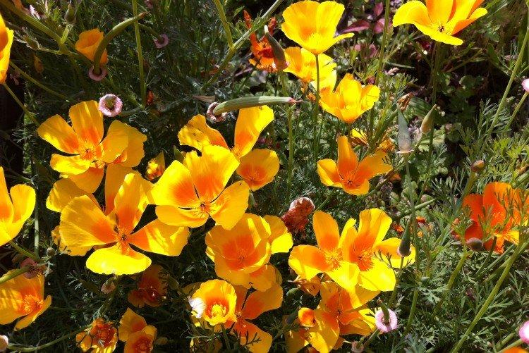 Eschscholzia - foto