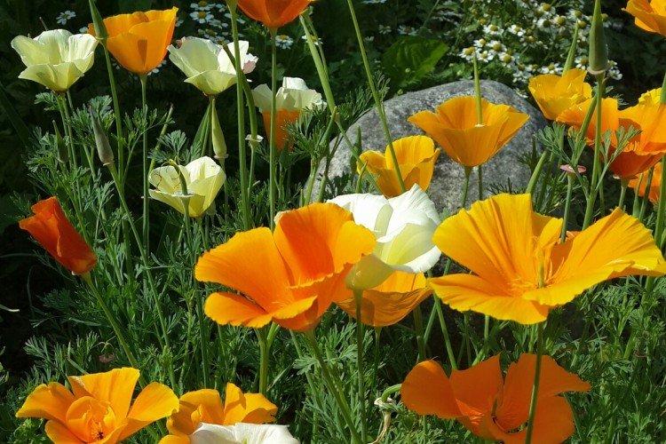 Eschscholzia - foto