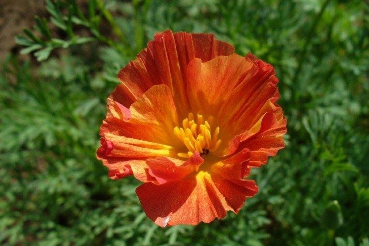 Eschscholzia - foto