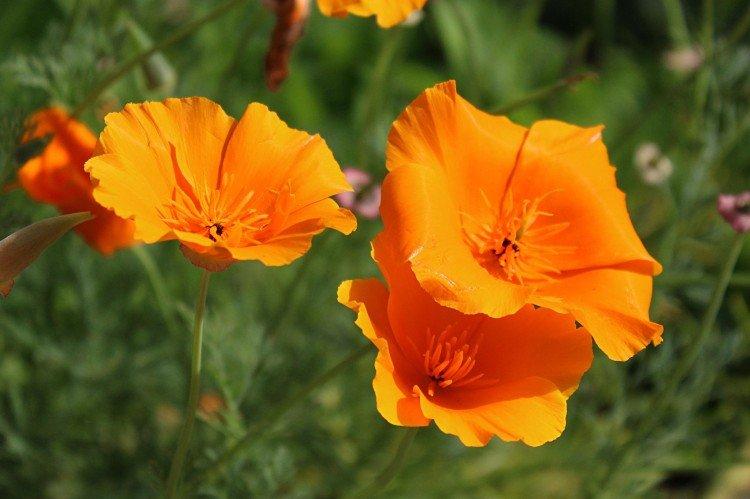 Eschscholzia - foto