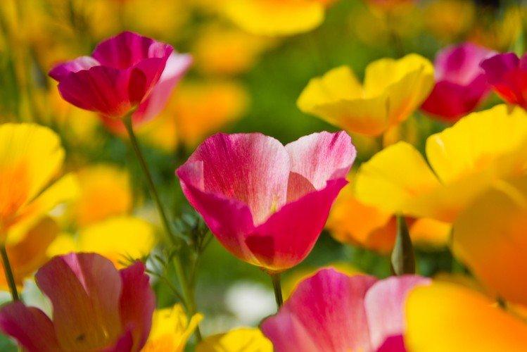 Eschscholzia - foto