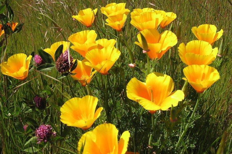 Eschscholzia - foto