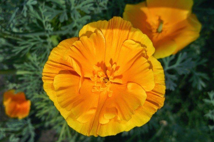Eschscholzia - foto