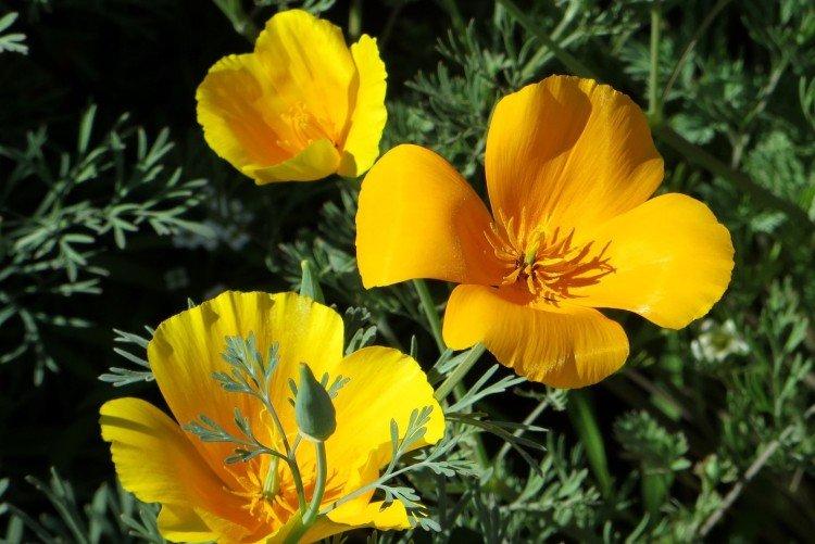 Eschscholzia - foto