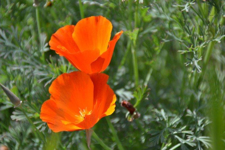 Eschscholzia - foto