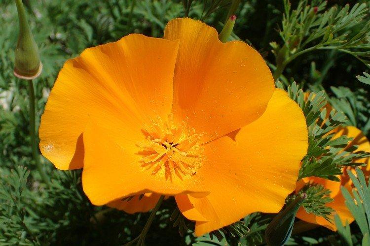 Eschscholzia - foto