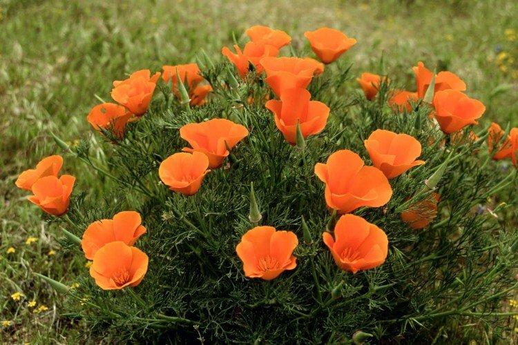 Eschscholzia - foto