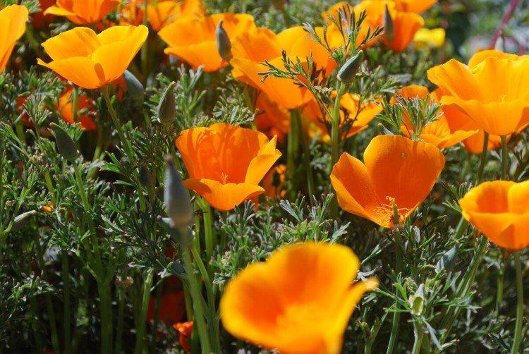 Eschscholzia - foto