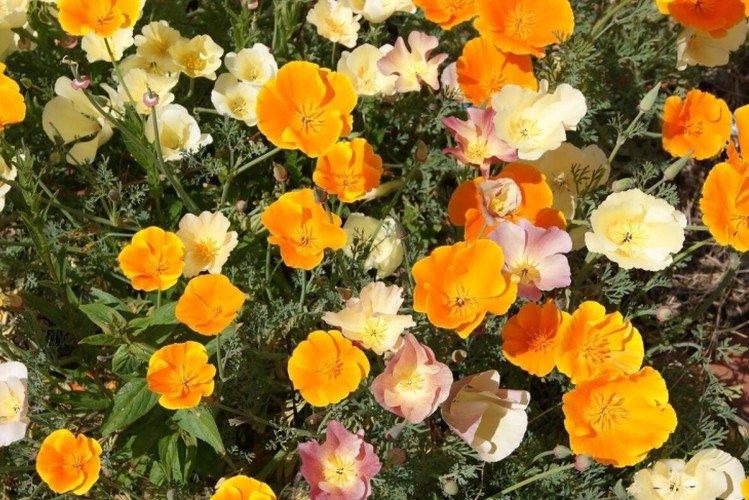 Eschscholzia - foto