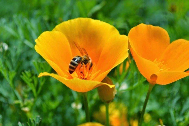 Eschscholzia - foto