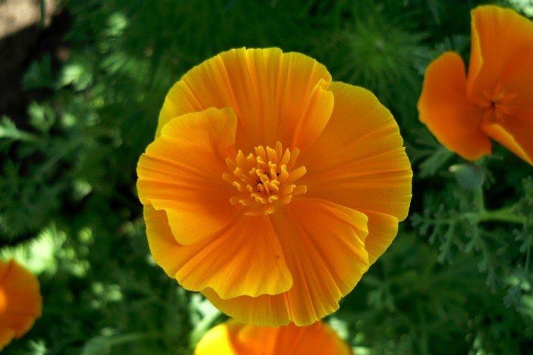 Eschscholzia - foto